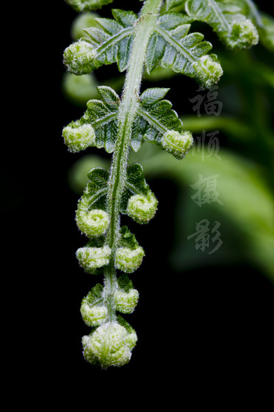 鼻骨内推会增生吗