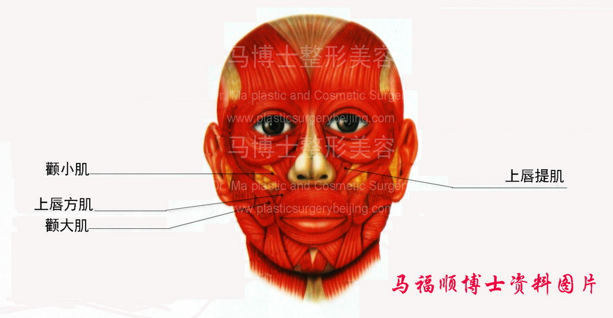 面部表情肌 面部表情肌