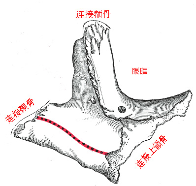 左侧颧骨后面观