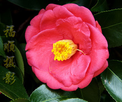 马福顺博士新浪微博开通