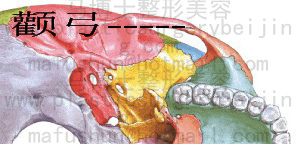 颧弓从下方观察