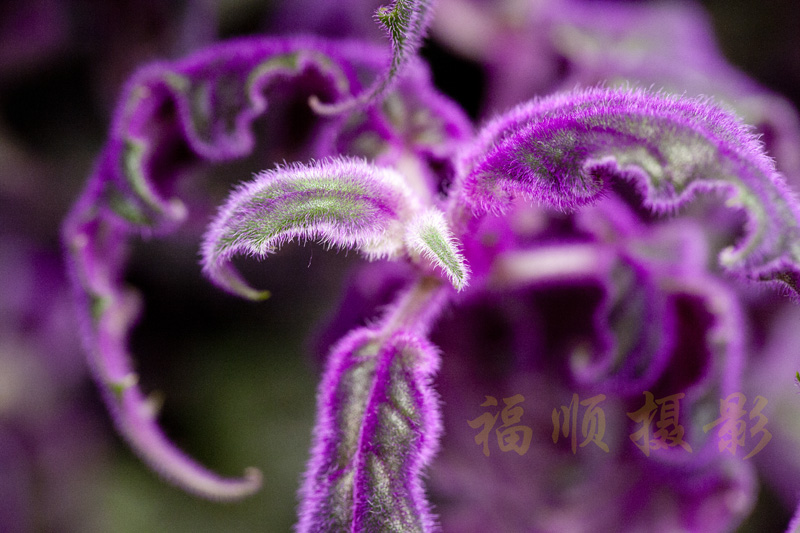 是叶子看上去却像花一样