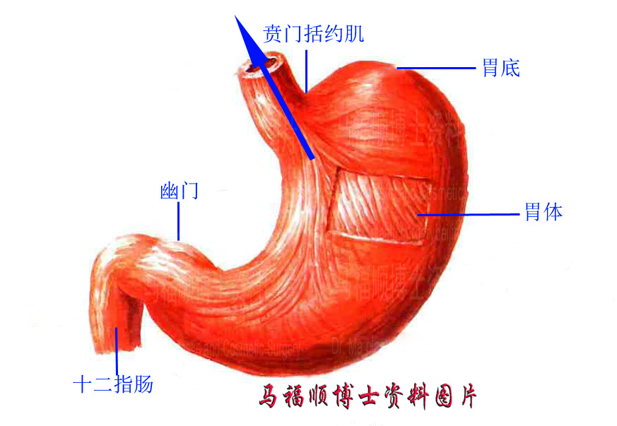 全身麻醉禁食水