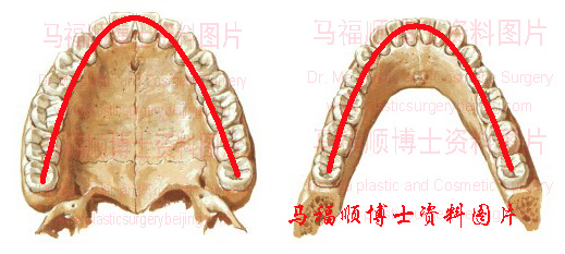 上牙弓与下牙弓
